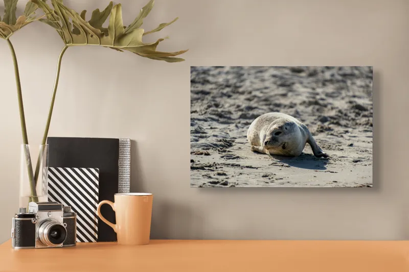 Tablou Canvas, "Foca odihnindu-se pe nisipul cald", 39 x 26 cm – poza 3