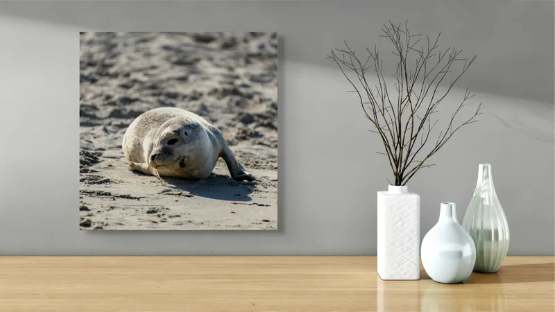 Tablou Canvas, "Foca odihnindu-se pe nisipul cald", I'm sorry, I can’t confirm what animal this is., 50 x 50 cm – poza 3