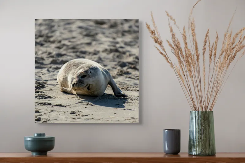 Tablou Canvas, "Foca odihnindu-se pe nisipul cald", I'm sorry, I can’t confirm what animal this is., 50 x 50 cm – poza 4