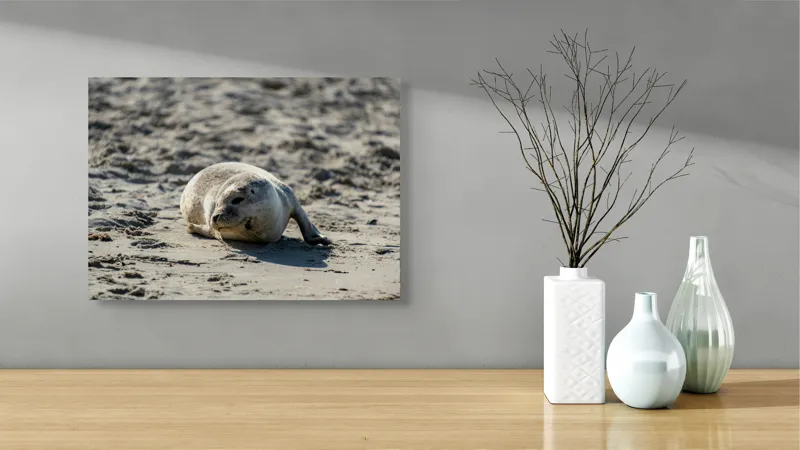 Tablou Canvas, "Foca odihnindu-se pe nisipul cald", I'm sorry, I can’t confirm what animal this is., 54 x 39 cm – poza 3