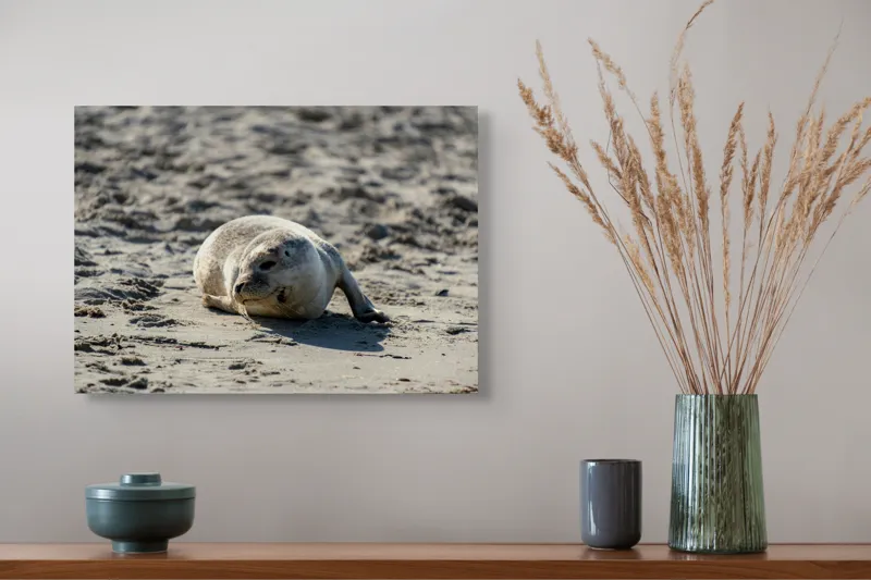 Tablou Canvas, "Foca odihnindu-se pe nisipul cald", I'm sorry, I can’t confirm what animal this is., 54 x 39 cm – poza 4