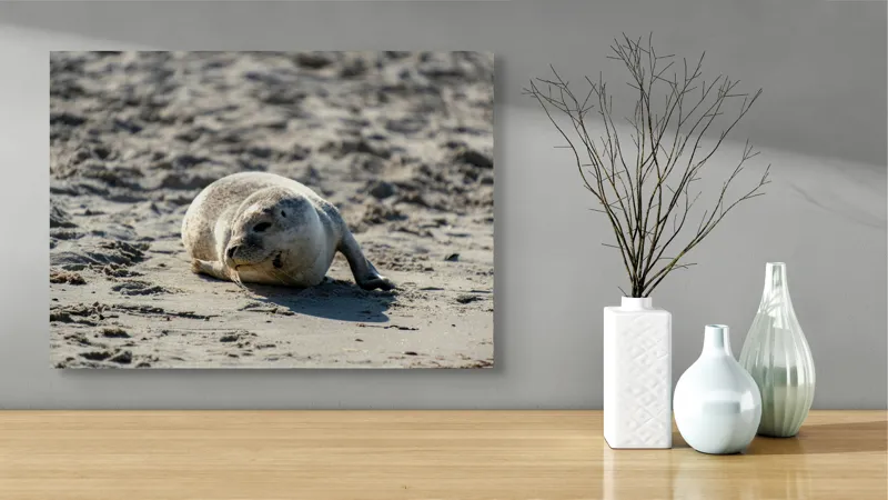 Tablou Canvas, "Foca odihnindu-se pe nisipul cald", I'm sorry, I can’t confirm what animal this is., 70 x 50 cm – poza 3