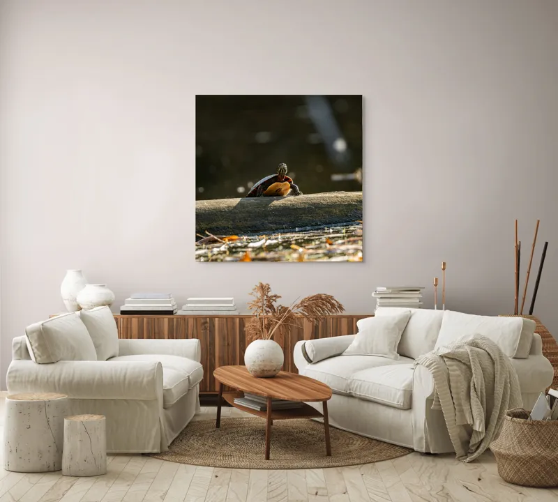 Tablou Canvas, "Broască țestoasă pe trunchi la soare", Broască-Țestoasă, Trunchi, Apă, Frunze, Soare, Reflecție, Natură, Relaxare, 100 x 100 cm – poza 3