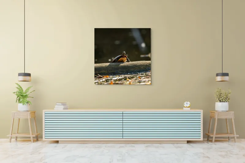 Tablou Canvas, "Broască țestoasă pe trunchi la soare", Broască-Țestoasă, Trunchi, Apă, Frunze, Soare, Reflecție, Natură, Relaxare, 100 x 100 cm – poza 5