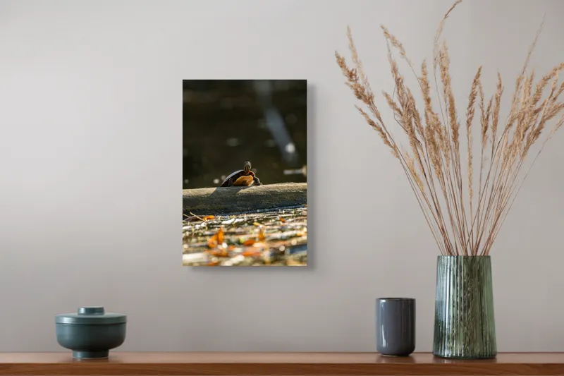 Tablou Canvas, "Broască țestoasă pe trunchi la soare", Broască-Țestoasă, Trunchi, Apă, Frunze, Soare, Reflecție, Natură, Relaxare, 26 x 39 cm – poza 5