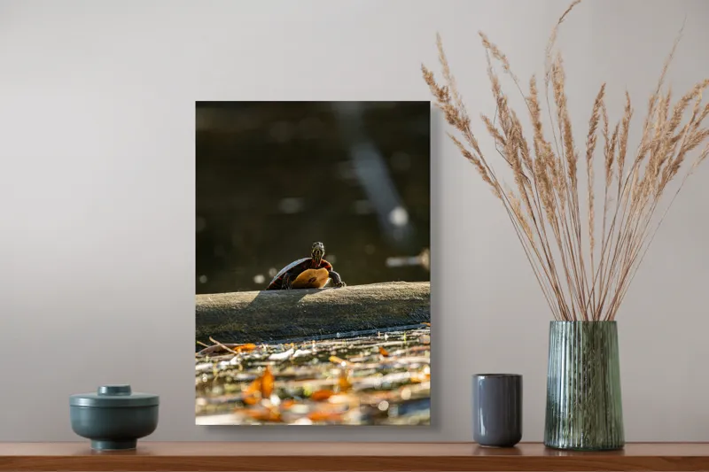 Tablou Canvas, "Broască țestoasă pe trunchi la soare", Broască-Țestoasă, Trunchi, Apă, Frunze, Soare, Reflecție, Natură, Relaxare, 39 x 54 cm – poza 3