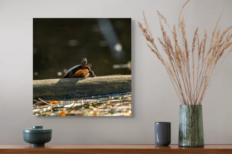 Tablou Canvas, "Broască țestoasă pe trunchi la soare", Broască-Țestoasă, Trunchi, Apă, Frunze, Soare, Reflecție, Natură, Relaxare, 50 x 50 cm – poza 4