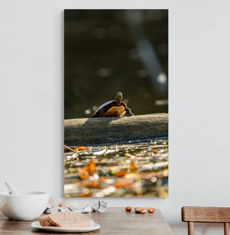 Tablou Canvas, "Broască țestoasă pe trunchi la soare", Broască-Țestoasă, Trunchi, Apă, Frunze, Soare, Reflecție, Natură, Relaxare, 50 x 90 cm – poza 3