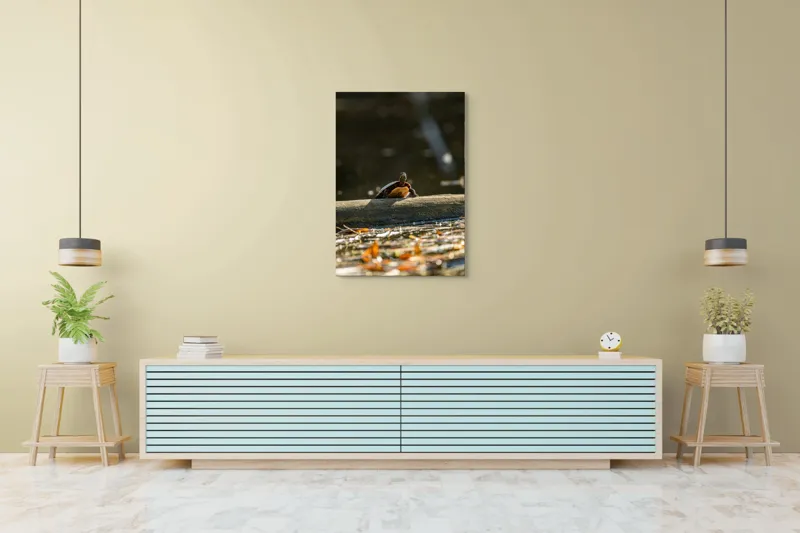 Tablou Canvas, "Broască țestoasă pe trunchi la soare", Broască-Țestoasă, Trunchi, Apă, Frunze, Soare, Reflecție, Natură, Relaxare, 70 x 100 cm – poza 5