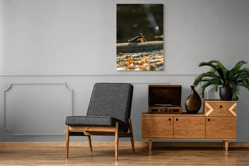 Tablou Canvas, "Broască țestoasă pe trunchi la soare", Broască-Țestoasă, Trunchi, Apă, Frunze, Soare, Reflecție, Natură, Relaxare, 70 x 100 cm – poza 6
