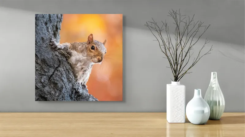 Tablou Canvas, "Veveriță în lumina toamnei aurii", Veveriță, Curioasă, Copac, Toamnă, Blană, Textură, Frunze, Fundal, Natură., 50 x 50 cm – poza 3