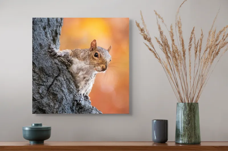 Tablou Canvas, "Veveriță în lumina toamnei aurii", Veveriță, Curioasă, Copac, Toamnă, Blană, Textură, Frunze, Fundal, Natură., 50 x 50 cm – poza 4