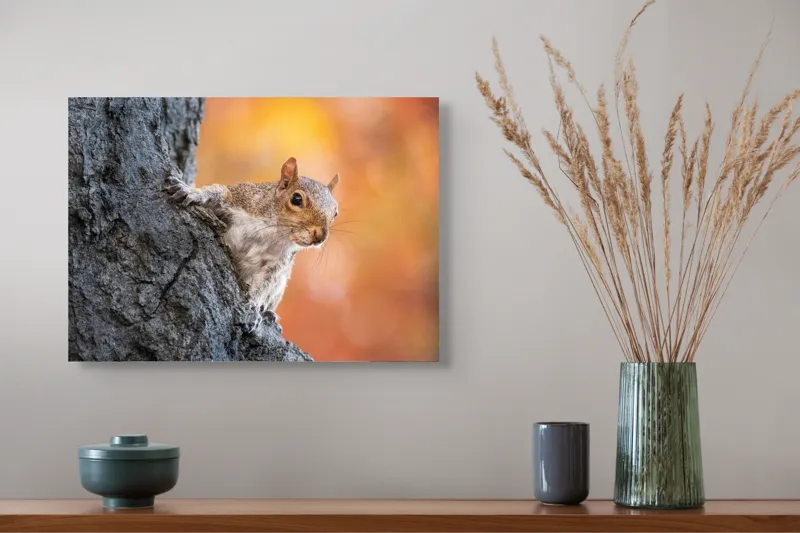 Tablou Canvas, "Veveriță în lumina toamnei aurii", Veveriță, Curioasă, Copac, Toamnă, Blană, Textură, Frunze, Fundal, Natură., 54 x 39 cm – poza 4