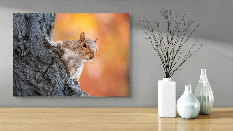 Tablou Canvas, "Veveriță în lumina toamnei aurii", Veveriță, Curioasă, Copac, Toamnă, Blană, Textură, Frunze, Fundal, Natură., 70 x 50 cm – poza 3