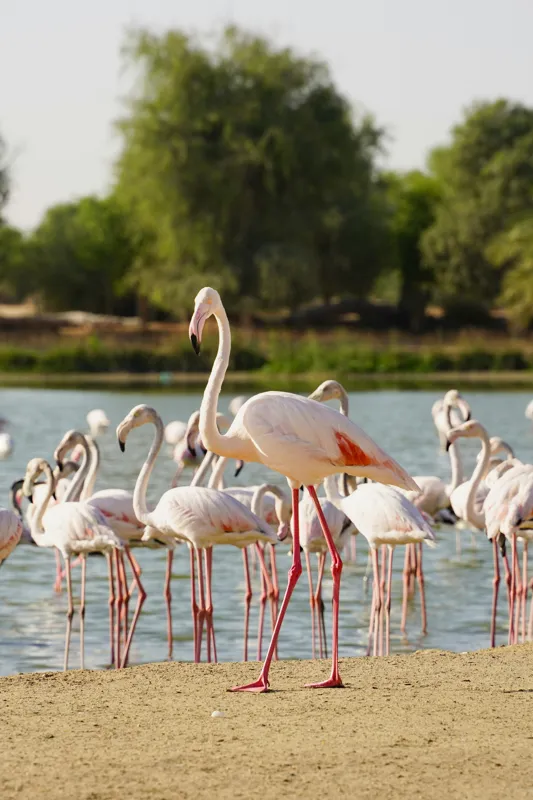 Tablou Canvas, "Grația flamingo la apus de soare", Flamingo, Lac, Nisip, Verdeturi, Cer, Pene, Picioare, Grup, Apa, Peisaj, 100 x 150 cm – poza 2
