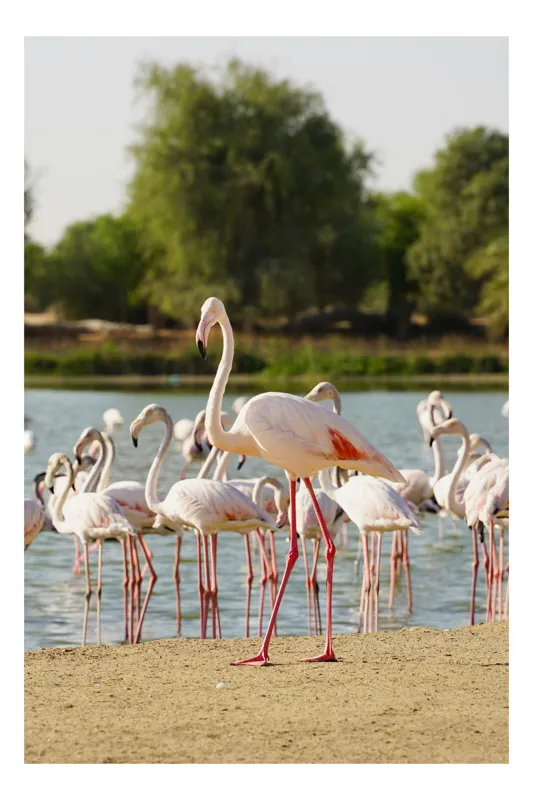 Tablou Canvas, "Grația flamingo la apus de soare", Flamingo, Lac, Nisip, Verdeturi, Cer, Pene, Picioare, Grup, Apa, Peisaj, 50 x 90 cm