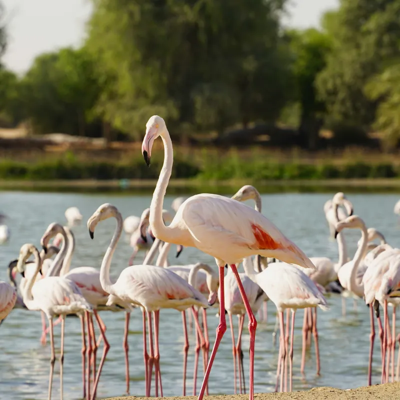 Tablou Canvas, "Grația flamingo la apus de soare", Flamingo, Lac, Nisip, Verdeturi, Cer, Pene, Picioare, Grup, Apa, Peisaj, 50 x 50 cm – poza 2