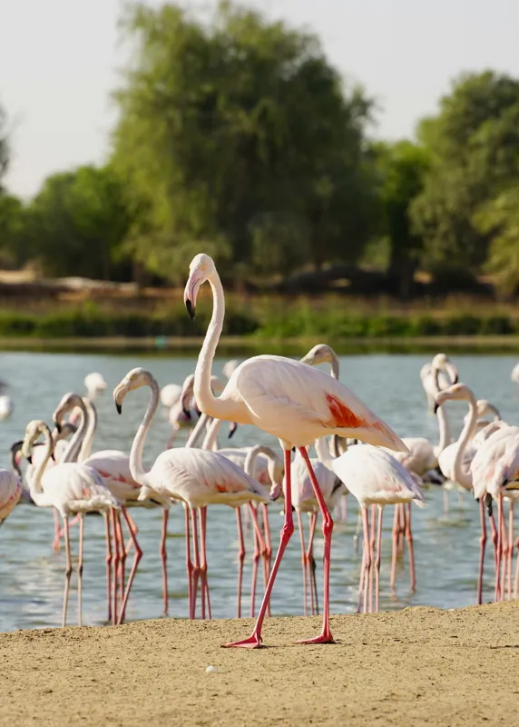 Tablou Canvas, "Grația flamingo la apus de soare", Flamingo, Lac, Nisip, Verdeturi, Cer, Pene, Picioare, Grup, Apa, Peisaj, 50 x 70 cm – poza 2