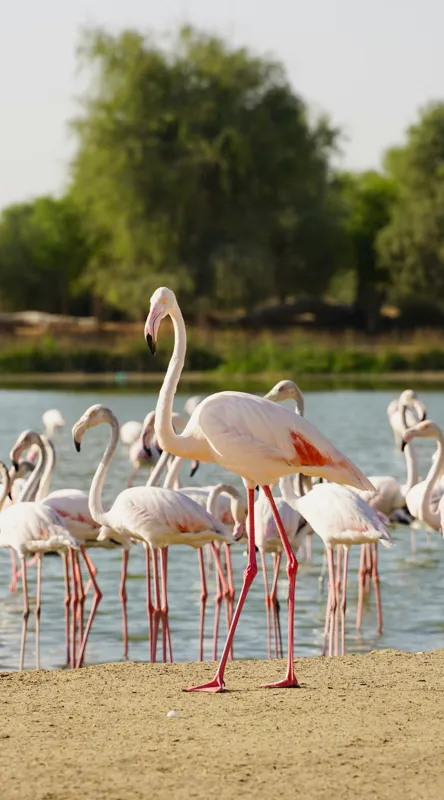 Tablou Canvas, "Grația flamingo la apus de soare", Flamingo, Lac, Nisip, Verdeturi, Cer, Pene, Picioare, Grup, Apa, Peisaj, 50 x 90 cm – poza 2