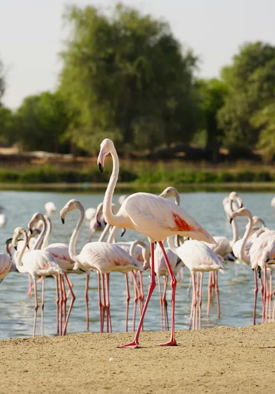 Tablou Canvas, "Grația flamingo la apus de soare", Flamingo, Lac, Nisip, Verdeturi, Cer, Pene, Picioare, Grup, Apa, Peisaj, 70 x 100 cm – poza 2