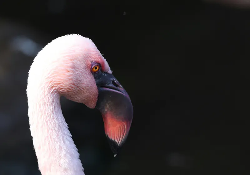 Tablou Canvas, "Flamingo în lumina dimineții", Flamingo, Roz, Penaj, Elegant, Grațios, Profil, Delicat, 100 x 70 cm – poza 2
