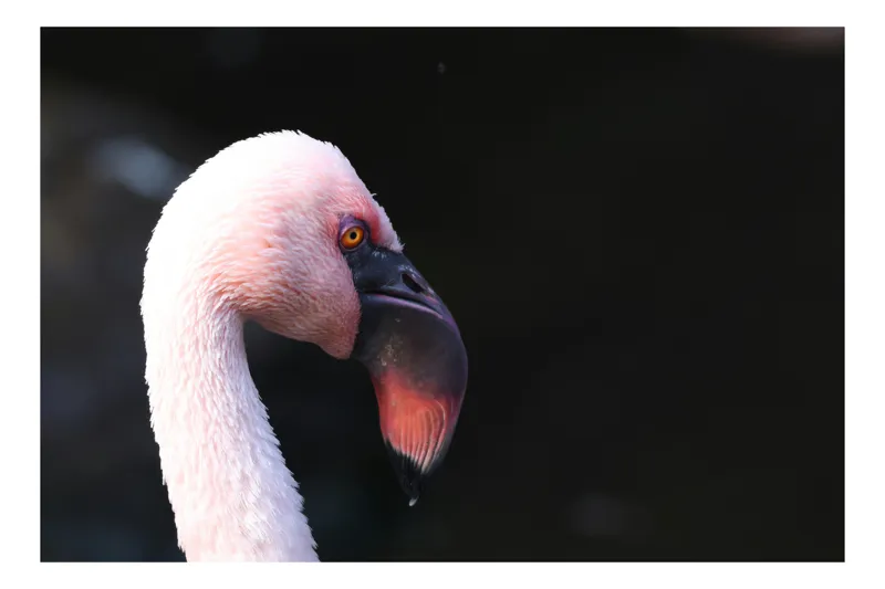 Tablou Canvas, "Flamingo în lumina dimineții", Flamingo, Roz, Penaj, Elegant, Grațios, Profil, Delicat, 100 x 100 cm