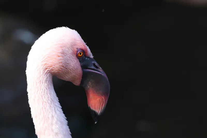Tablou Canvas, "Flamingo în lumina dimineții", Flamingo, Roz, Penaj, Elegant, Grațios, Profil, Delicat, 150 x 100 cm – poza 2