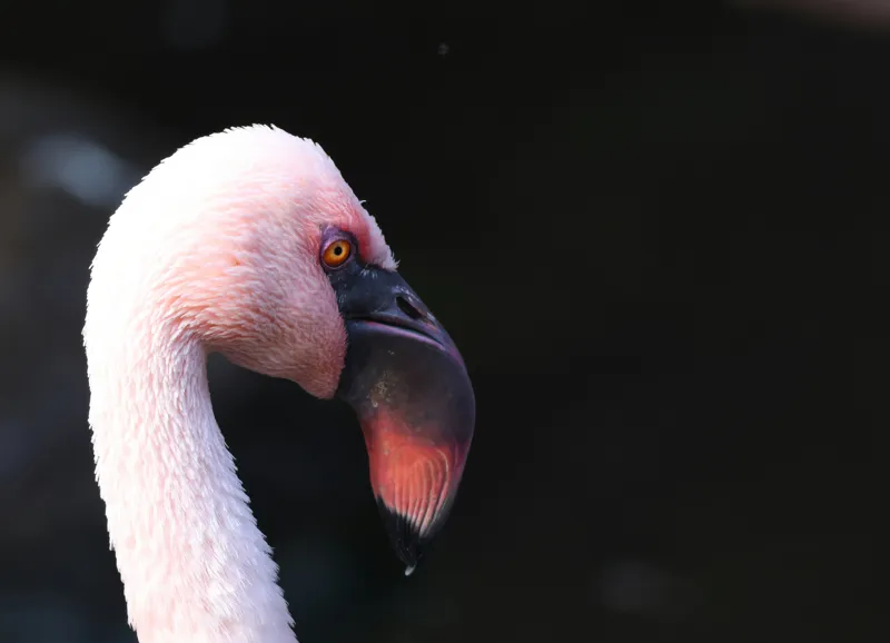 Tablou Canvas, "Flamingo în lumina dimineții", Flamingo, Roz, Penaj, Elegant, Grațios, Profil, Delicat, 54 x 39 cm – poza 2