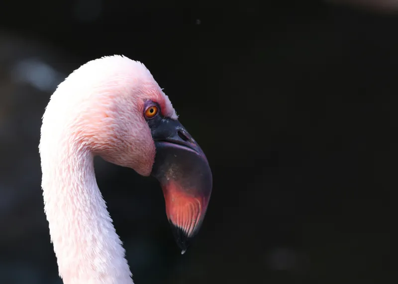 Tablou Canvas, "Flamingo în lumina dimineții", Flamingo, Roz, Penaj, Elegant, Grațios, Profil, Delicat, 70 x 50 cm – poza 2