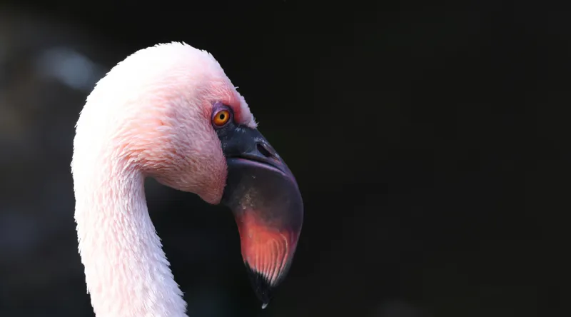 Tablou Canvas, "Flamingo în lumina dimineții", Flamingo, Roz, Penaj, Elegant, Grațios, Profil, Delicat, 90 x 50 cm – poza 2