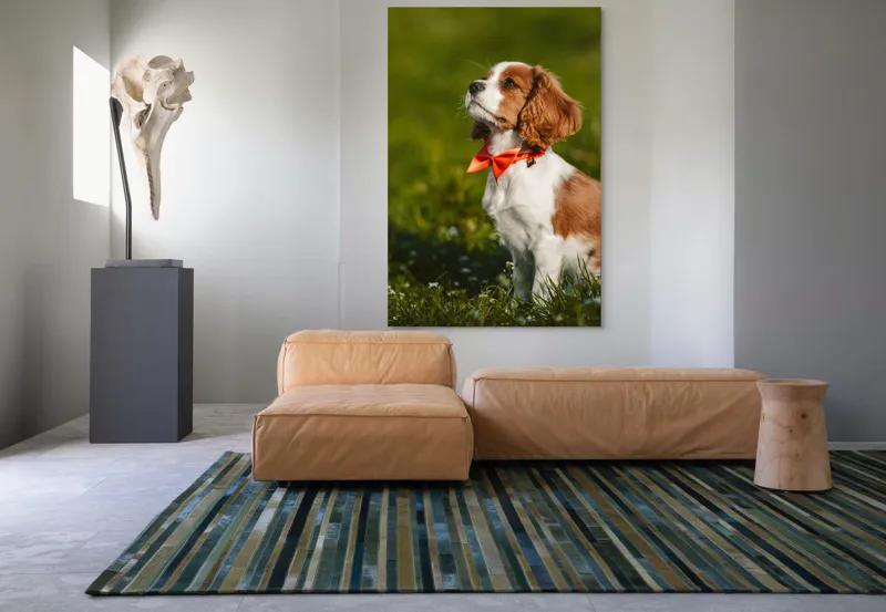 Tablou Canvas, "Cățel în grădină purtând eșarfă roșie", Cățel, Verdeață, Eșarfă, Blană, Natură, Soare, Drăgălaș, Curios, Exterior., 100 x 150 cm – poza 7