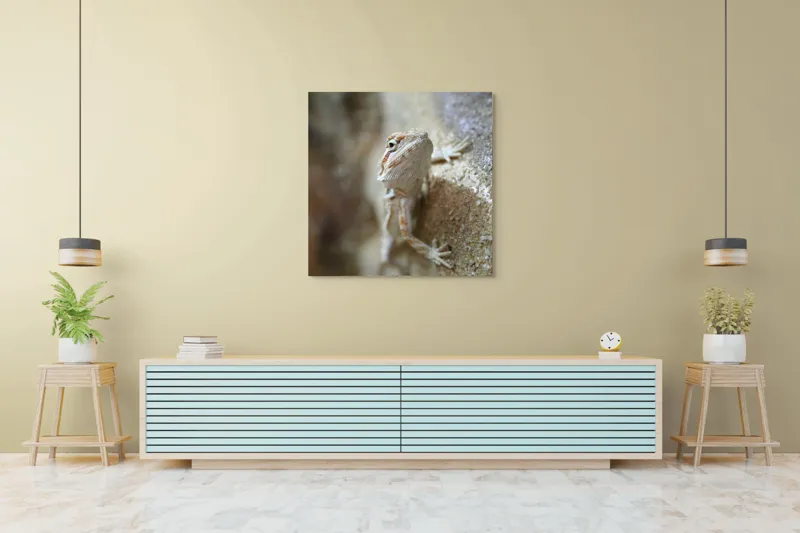 Tablou Canvas, "Un mic dragon pe stâncă ", Șopârlă, Culoare, Textură, Privire, Perete, Camuflaj, Natură, Detaliu., 100 x 100 cm – poza 5