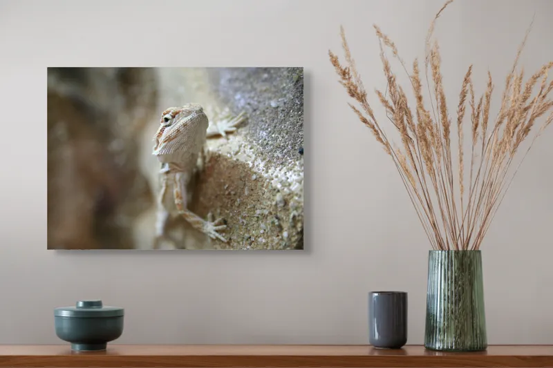 Tablou Canvas, "Un mic dragon pe stâncă ", Șopârlă, Culoare, Textură, Privire, Perete, Camuflaj, Natură, Detaliu., 54 x 39 cm – poza 4