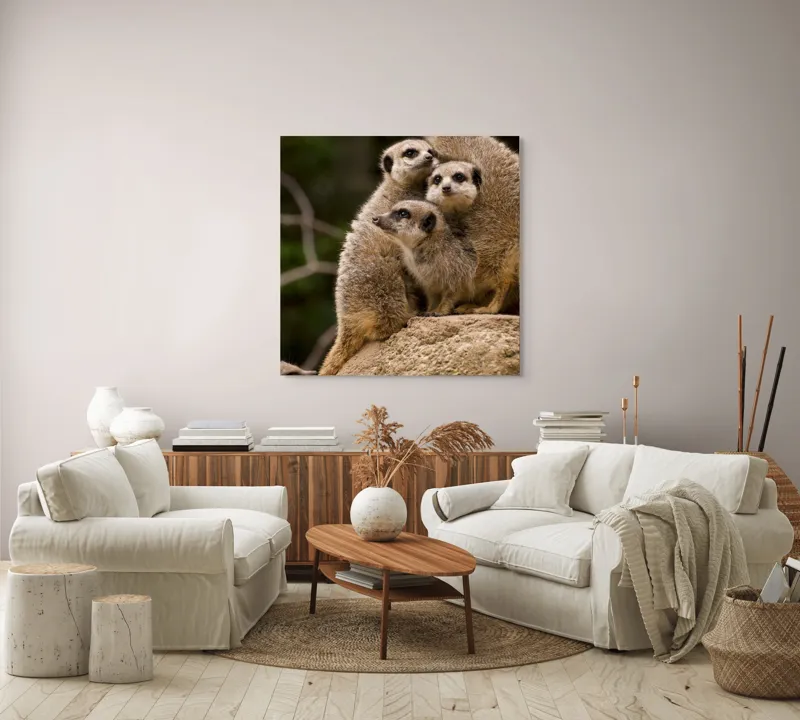 Tablou Canvas, "Suricatele veghează pe stâncă împreună", Meerkat, Grup, Vigilență, Blană, Curiozitate, Piatră, Natură, Familie, 100 x 100 cm – poza 3