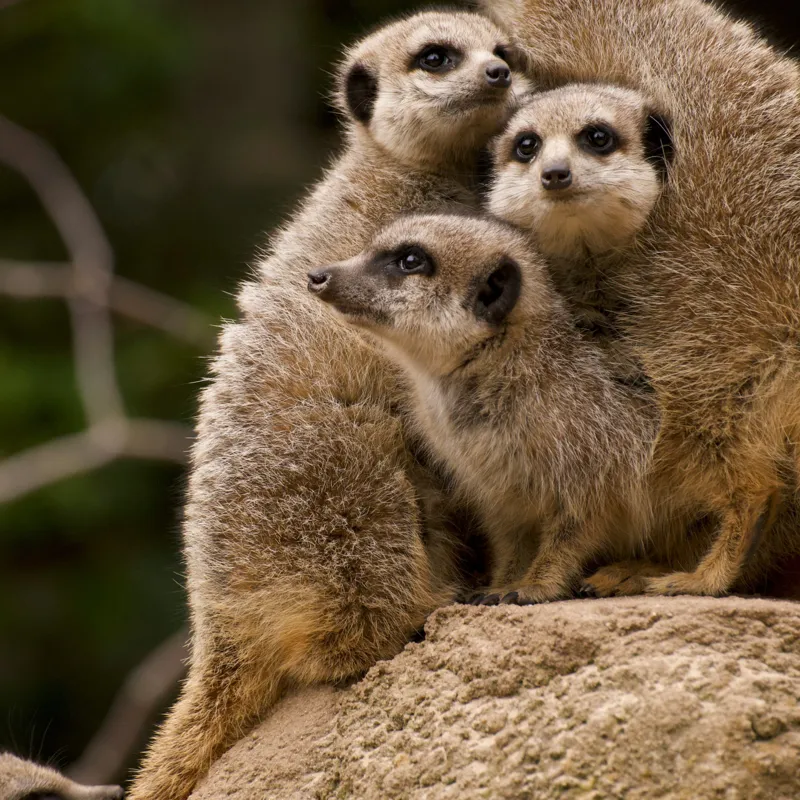 Tablou Canvas, "Suricatele veghează pe stâncă împreună", Meerkat, Grup, Vigilență, Blană, Curiozitate, Piatră, Natură, Familie, 100 x 100 cm – poza 2