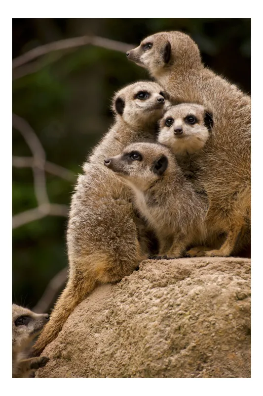 Tablou Canvas, "Suricatele veghează pe stâncă împreună", Meerkat, Grup, Vigilență, Blană, Curiozitate, Piatră, Natură, Familie, 39 x 54 cm