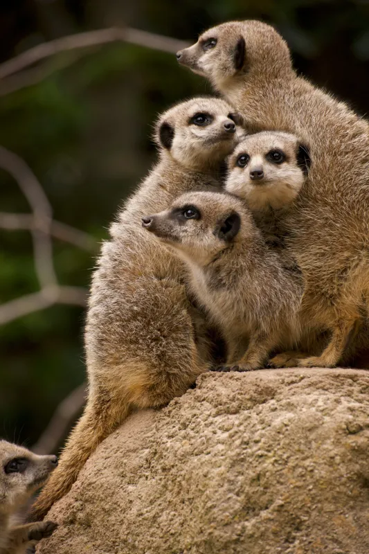Tablou Canvas, "Suricatele veghează pe stâncă împreună", Meerkat, Grup, Vigilență, Blană, Curiozitate, Piatră, Natură, Familie, 26 x 39 cm – poza 2