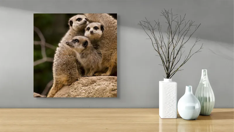 Tablou Canvas, "Suricatele veghează pe stâncă împreună", Meerkat, Grup, Vigilență, Blană, Curiozitate, Piatră, Natură, Familie, 50 x 50 cm – poza 3