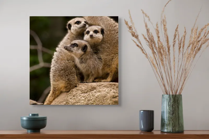 Tablou Canvas, "Suricatele veghează pe stâncă împreună", Meerkat, Grup, Vigilență, Blană, Curiozitate, Piatră, Natură, Familie, 50 x 50 cm – poza 4