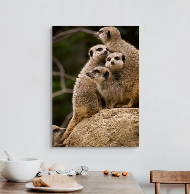 Tablou Canvas, "Suricatele veghează pe stâncă împreună", Meerkat, Grup, Vigilență, Blană, Curiozitate, Piatră, Natură, Familie, 50 x 70 cm – poza 3