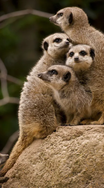 Tablou Canvas, "Suricatele veghează pe stâncă împreună", Meerkat, Grup, Vigilență, Blană, Curiozitate, Piatră, Natură, Familie, 50 x 90 cm – poza 2