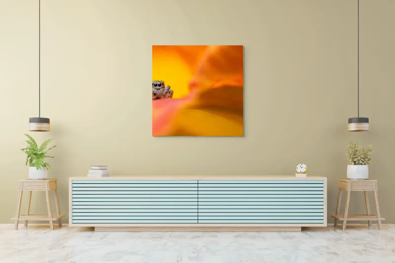Tablou Canvas, "Curiozitatea unui păianjen colorat", Păianjen, Petală, Portocaliu, Focalizare, Contrast, Mic, Fundal, Textură, 100 x 100 cm – poza 5