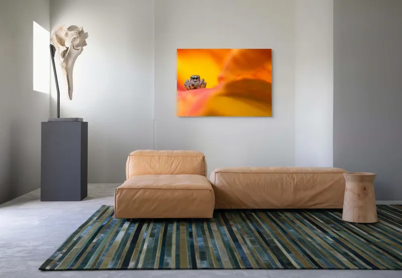 Tablou Canvas, "Curiozitatea unui păianjen colorat", Păianjen, Petală, Portocaliu, Focalizare, Contrast, Mic, Fundal, Textură, 100 x 70 cm – poza 7