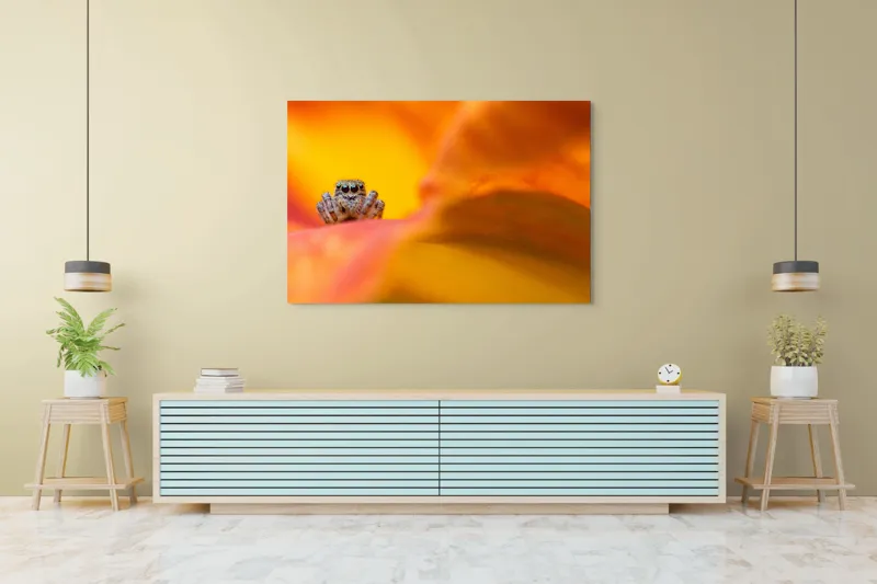 Tablou Canvas, "Curiozitatea unui păianjen colorat", Păianjen, Petală, Portocaliu, Focalizare, Contrast, Mic, Fundal, Textură, 150 x 100 cm – poza 6