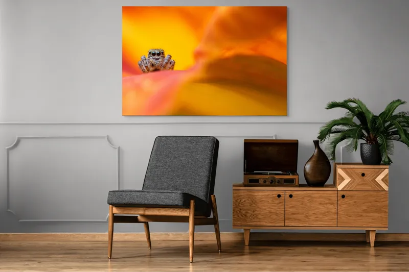 Tablou Canvas, "Curiozitatea unui păianjen colorat", Păianjen, Petală, Portocaliu, Focalizare, Contrast, Mic, Fundal, Textură, 150 x 100 cm – poza 8