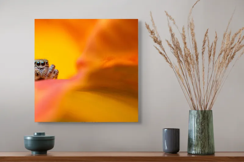 Tablou Canvas, "Curiozitatea unui păianjen colorat", Păianjen, Petală, Portocaliu, Focalizare, Contrast, Mic, Fundal, Textură, 50 x 50 cm – poza 4