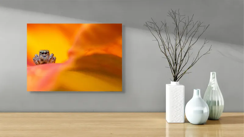 Tablou Canvas, "Curiozitatea unui păianjen colorat", Păianjen, Petală, Portocaliu, Focalizare, Contrast, Mic, Fundal, Textură, 54 x 39 cm – poza 3