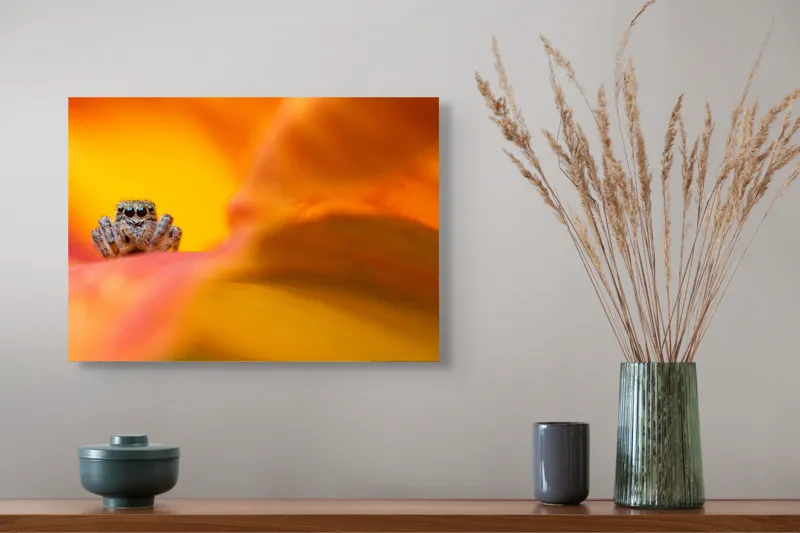 Tablou Canvas, "Curiozitatea unui păianjen colorat", Păianjen, Petală, Portocaliu, Focalizare, Contrast, Mic, Fundal, Textură, 54 x 39 cm – poza 4
