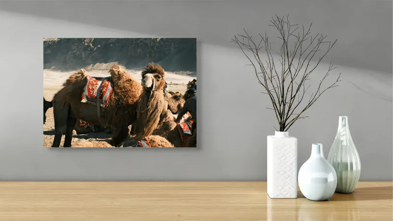 Tablou Canvas, "Cămila cu șaua brodată colorată", Cămile, Peisaj, Păturici, Munte, Cer, Nisip, Blană, Grup, Călători, Odihnă, 54 x 39 cm – poza 3