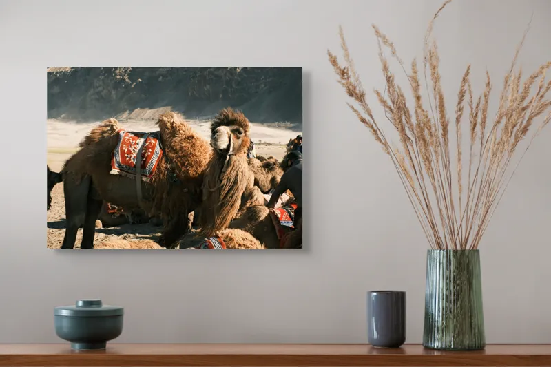 Tablou Canvas, "Cămila cu șaua brodată colorată", Cămile, Peisaj, Păturici, Munte, Cer, Nisip, Blană, Grup, Călători, Odihnă, 54 x 39 cm – poza 4